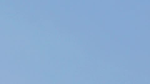 Hawk or osprey