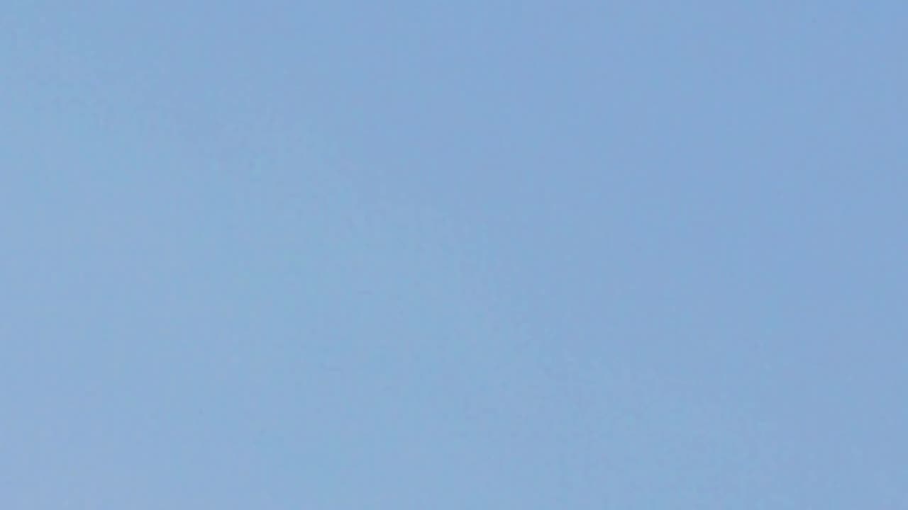 Hawk or osprey