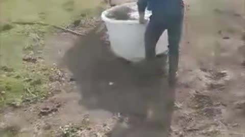 Cow vs human