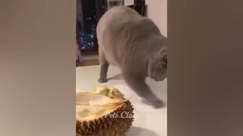 Pets Being Comedy Stars: Watch These Funny Animals Steal the Show"