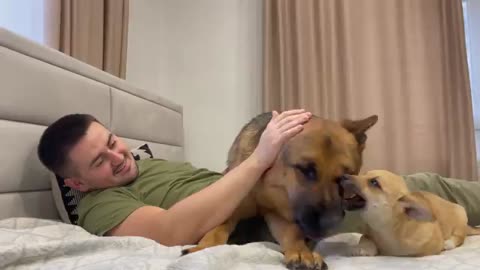 What does German Shepherd do when I hug a puppy