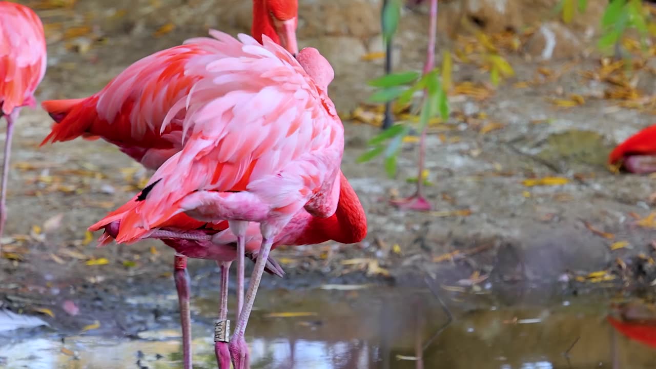 Beuty of flamingo