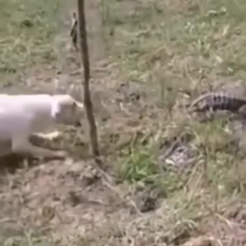 Very dangers 😂😂 #new #famous #reel #dogs #funny #youtube #funnydog #angary don't miss this video 😂😂