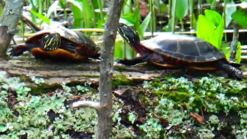 Painted Turtles