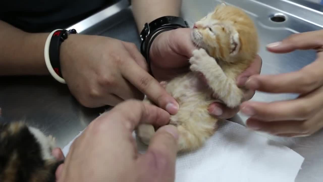 Two kittens must be massaged to pee and poop Pt 2