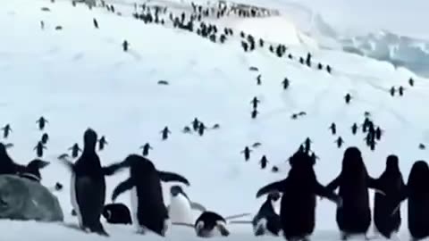 ~FLYING PENGUINS~