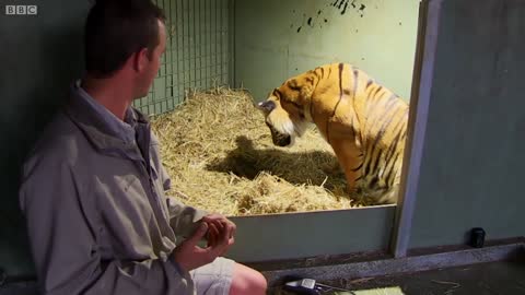 Birth of Twin Tiger Cubs - Tigers About The House - BBC Earth