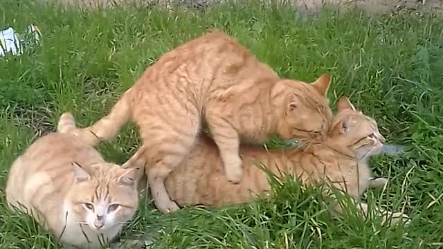 Spontaneous cats are a beautiful sight