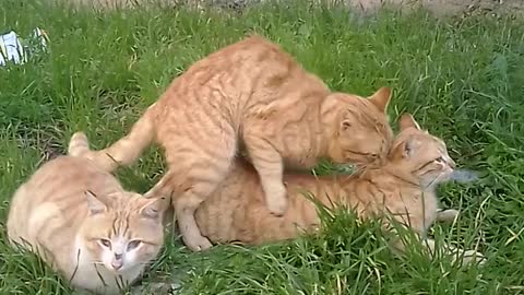 Spontaneous cats are a beautiful sight