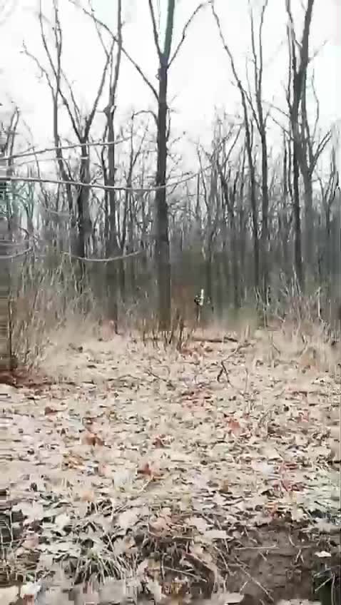 Ukrainian troops surrender. All are allowed to go home when weapons are laid down.