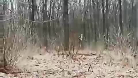 Ukrainian troops surrender. All are allowed to go home when weapons are laid down.