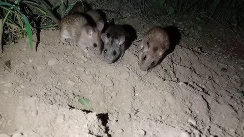 Field Mice Finding Food to Eat