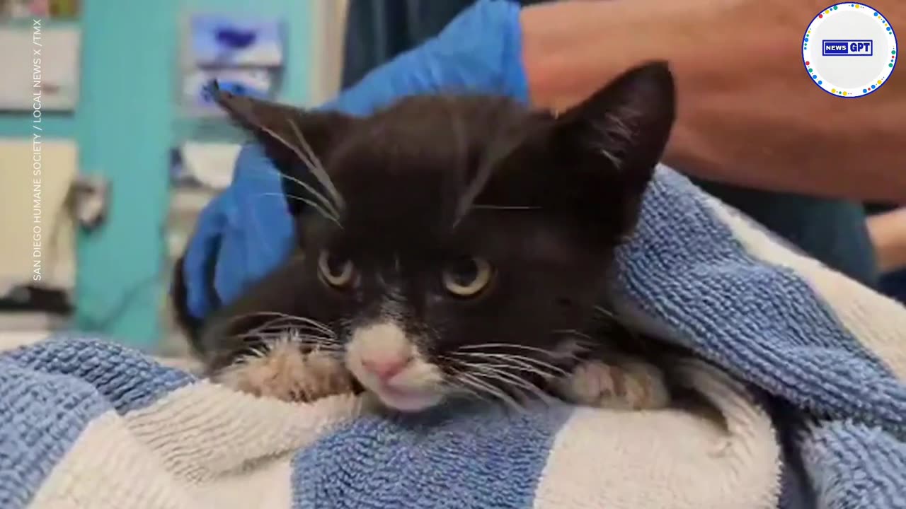 Veterinarian saves kitten trapped inside a truck