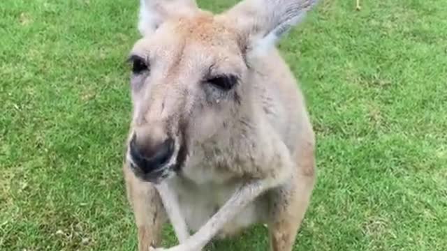 The kangaroo