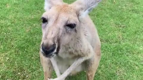 The kangaroo