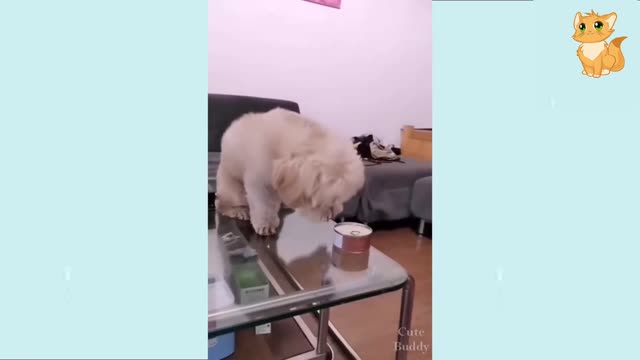 SUPER CUTE AND FUNNY PUPPY VIDEOS