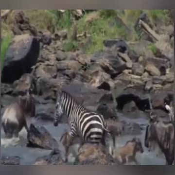 WILD ANIMALS HUNTING PREY COMPILATION