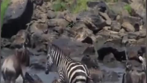 WILD ANIMALS HUNTING PREY COMPILATION