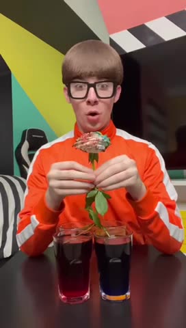 Watch the Best Rose Color Experiment Colorful Rose The Rainbow Rose 2023