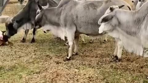 No cows would claim this calf…she turned out to be one awesome momma!