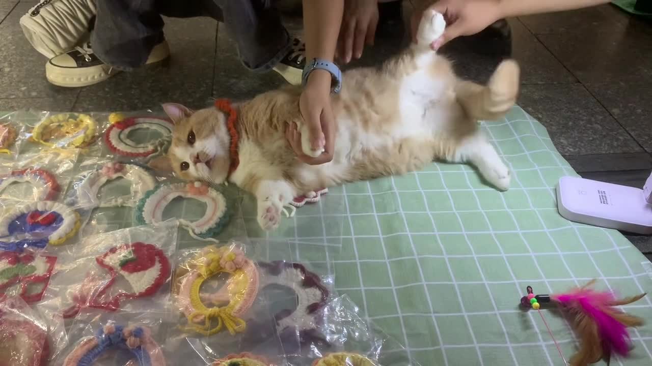 Cats forced to operate