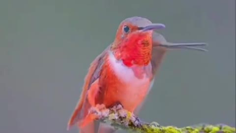 orange hummingbird