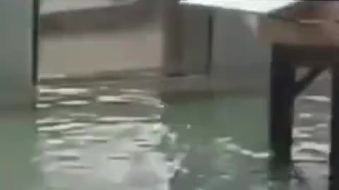 Dogs and cats funny video