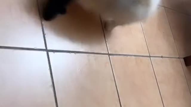 Pomeranian Likes Playing With Socks