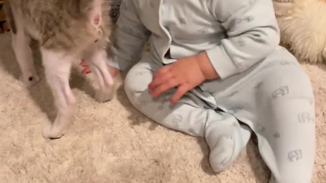 cat play with child