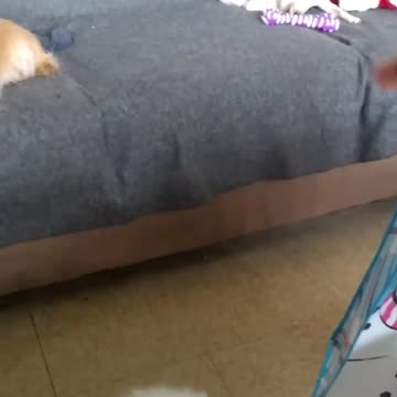 4 felices por los cuatro