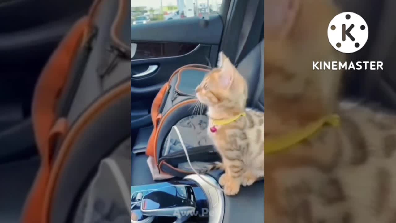 best funny cats videos 2022 🤣🤣