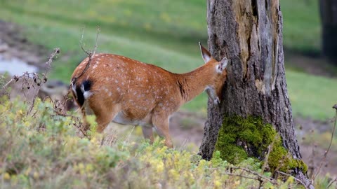 A Deer Is Spending time In Jungle