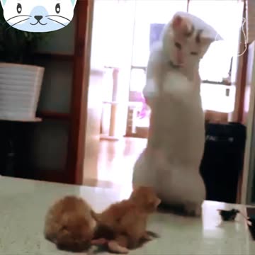Mamãe gatinha fazendo graça com os filhotes