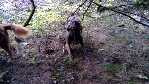 Wookiee Dog Fights Tree