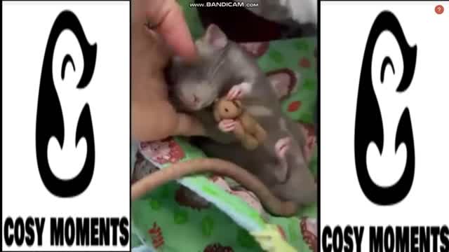 CUTE BABY ANIMALS VIDEOS - CUTE MOMENTS COMPILATION!