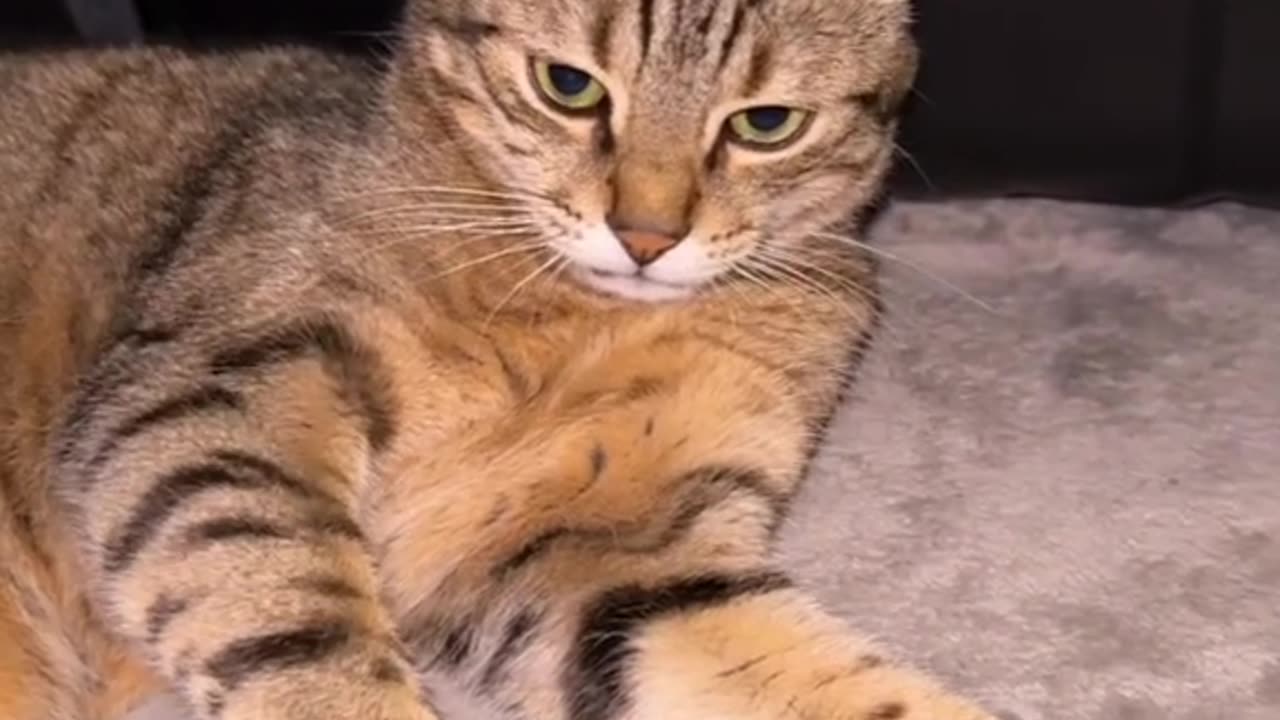The personality of the leader in cats