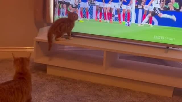 Cat who likes football