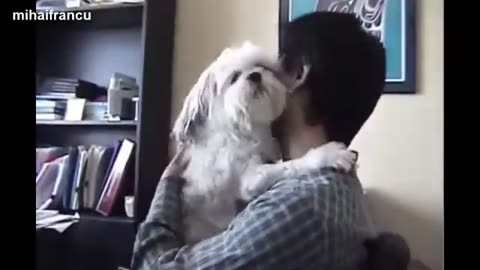 Dog Love His Owner