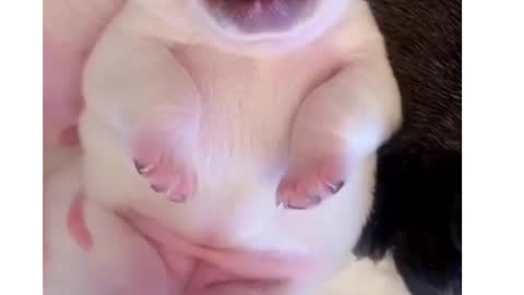 lovely baby dog.