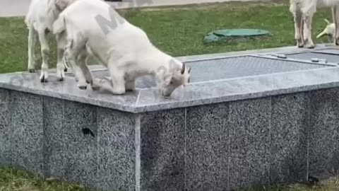 When goats invade 😂
