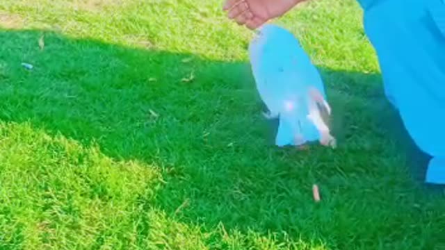 My brother beautiful pigeon