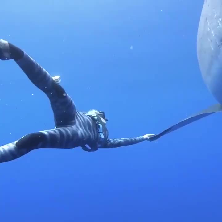 Shark Rumble Great White Shark