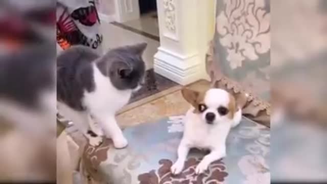 Watching funny baby dogs is the hardest try not to laugh challenge