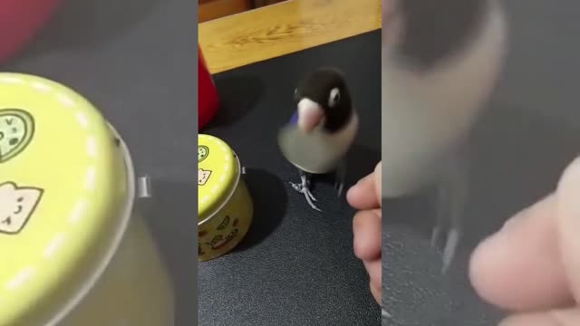 A very smart parrot sorts items