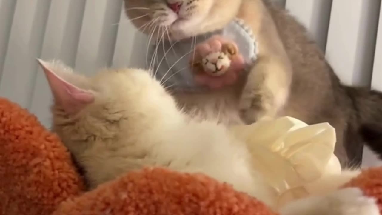 Cute and Funny Cat 😂😂😍😍