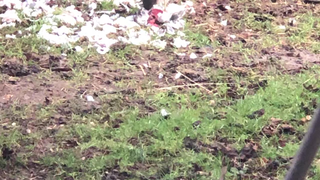 Hawk eating pigeon in front of chickens!!!! Birds of prey