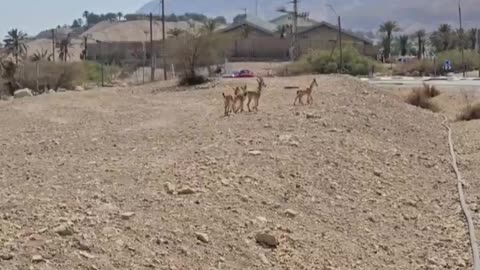 Meanwhile in Ein Gedi, Israel 🇮🇱💙 Video: Miki Spitzer