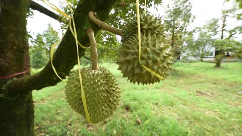 Fruit Board เผยแพร่ตัวเลขส่งออกทุเรียนไทย 5 เดือนทะลุเป้า 5 แสนตัน