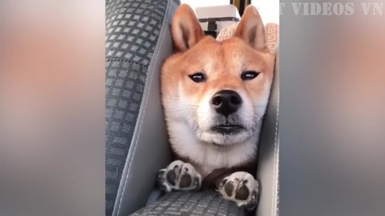 Funny animal videos