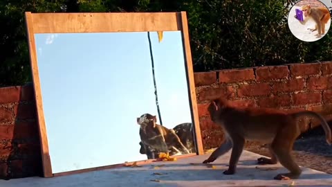 Monkey vs Mirror!!! Who wins???